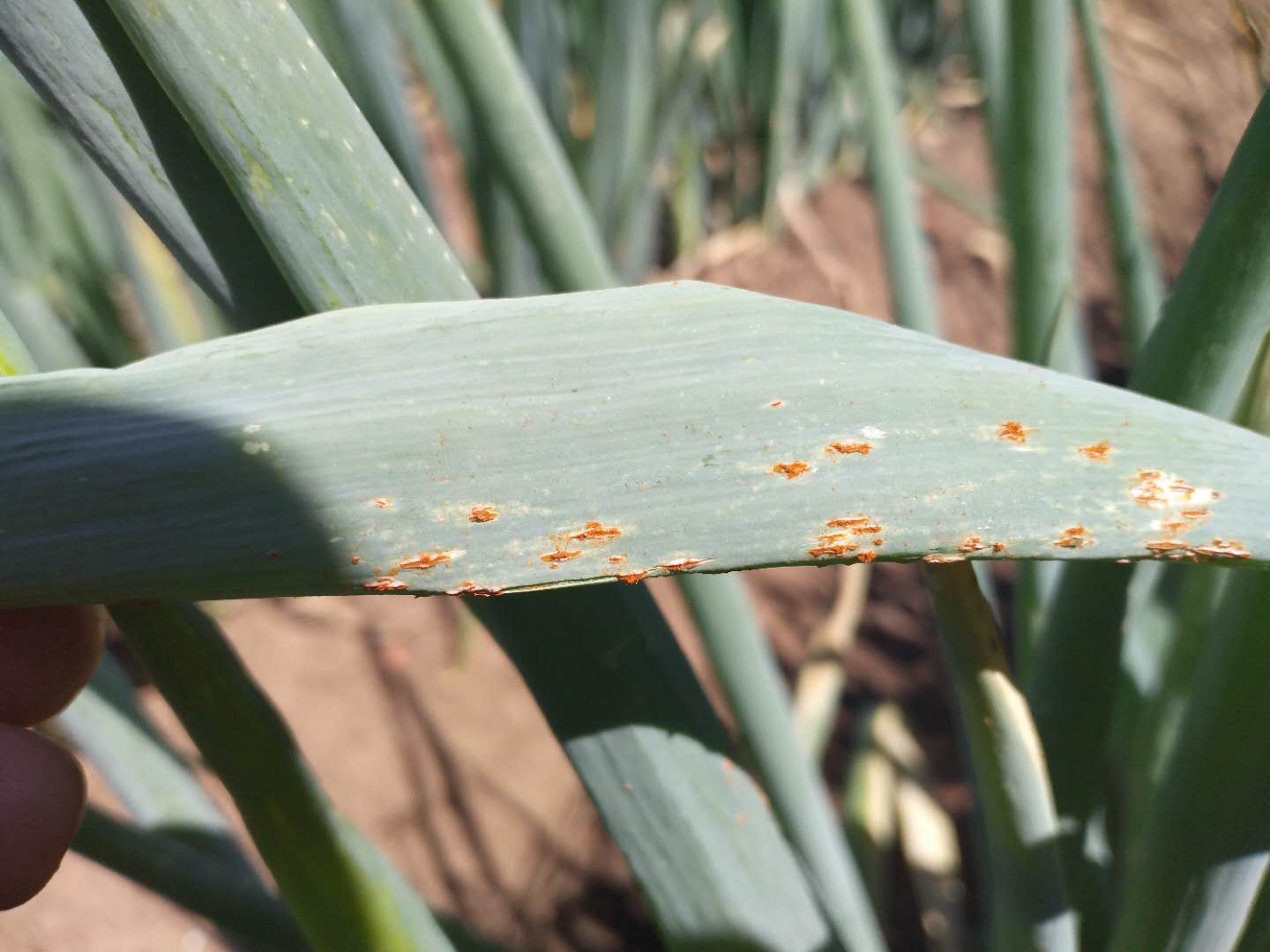 大葱红锈病是怎么回事,大葱有黄锈病怎样治