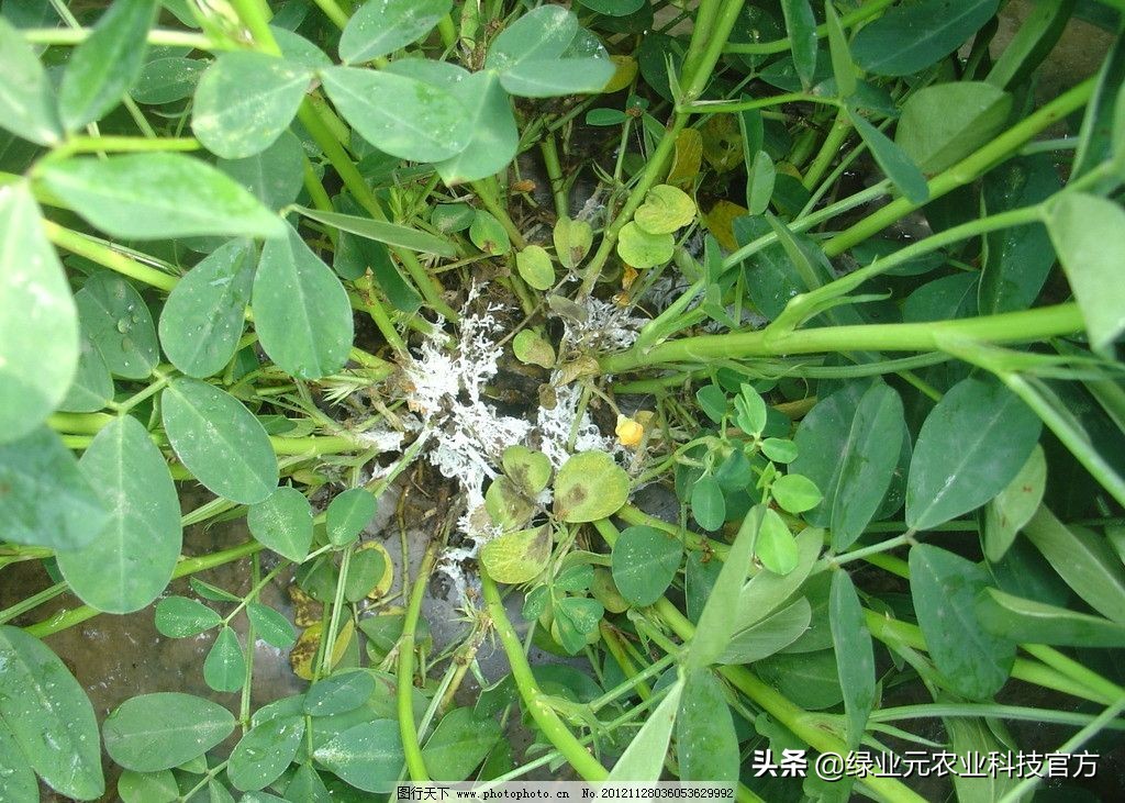 夏播花生高产栽培技术,花生初花期喷什么高产