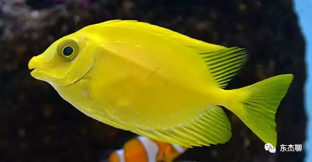 海缸控制弧菌,海缸控制有机物