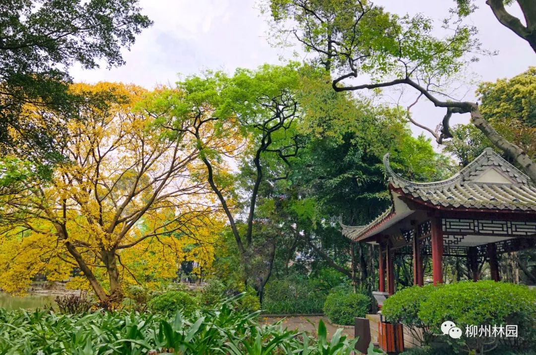 柳州的柳侯公园特色,柳州柳侯公园秋天美景