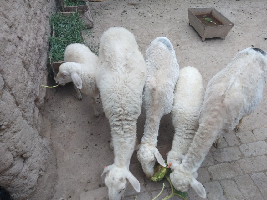 国家对养羊户放牧政策,农村养羊春节放羊注意事项