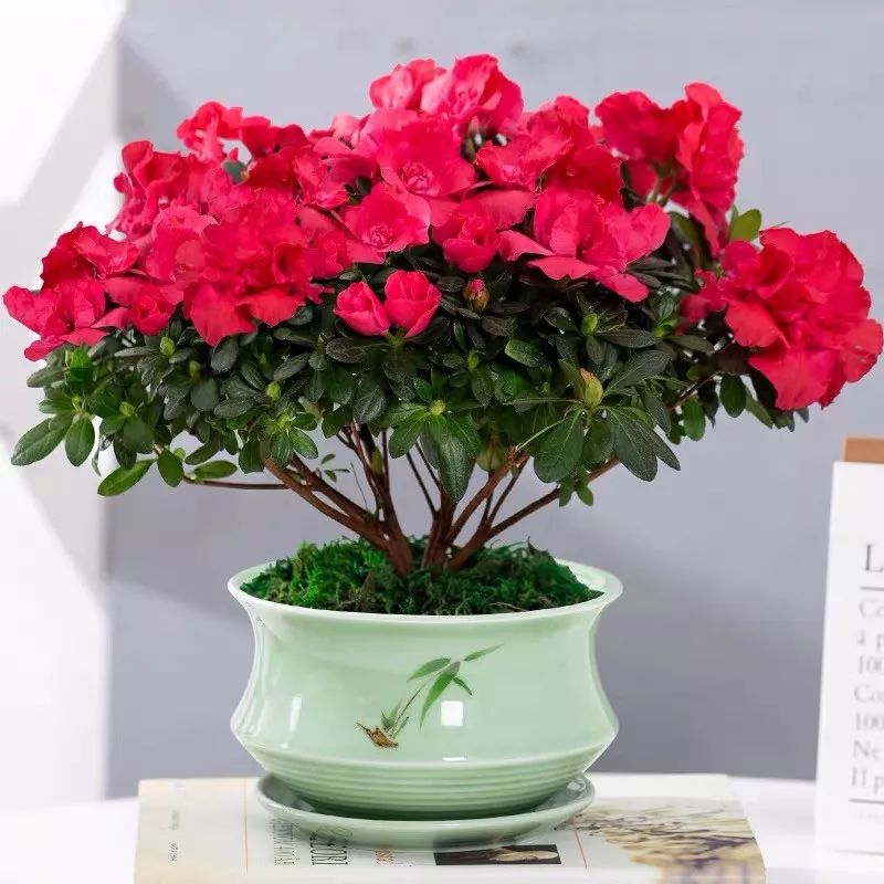 冬天一定要养的十种花,冬天养花养哪些植物好看