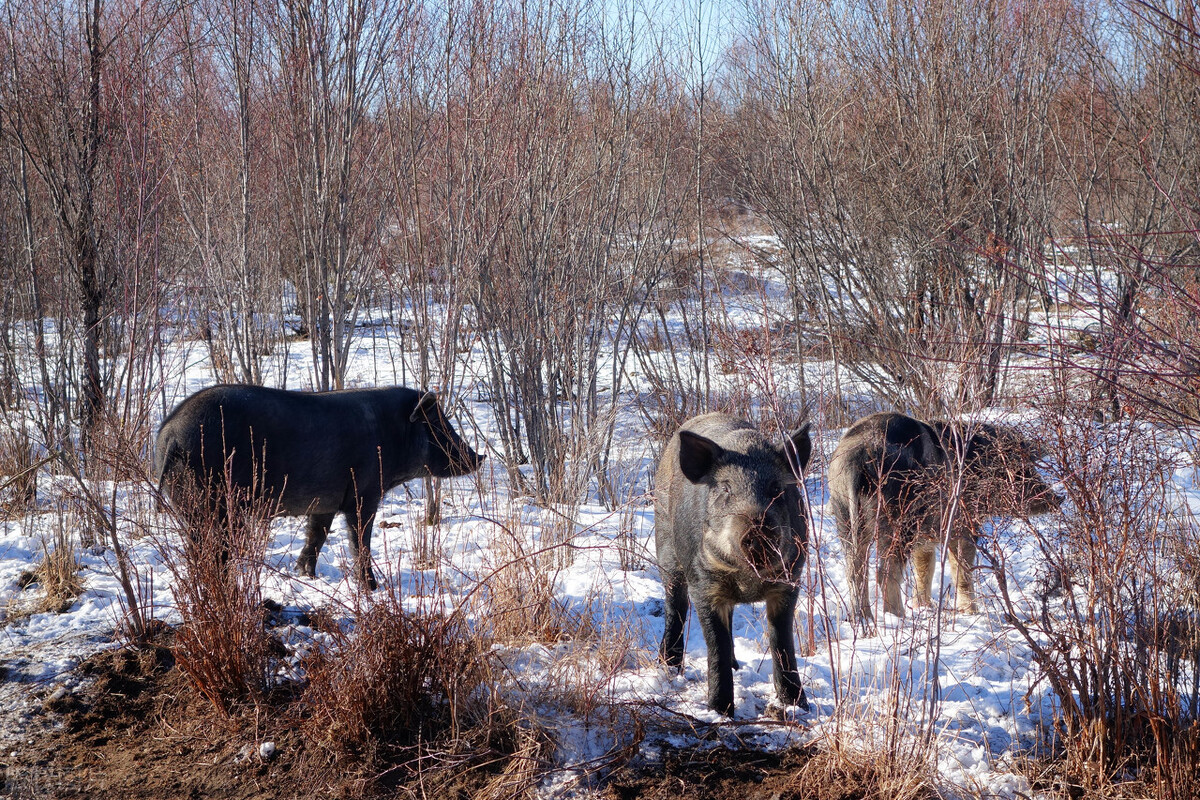 养猪大王2018,养猪大王致富经