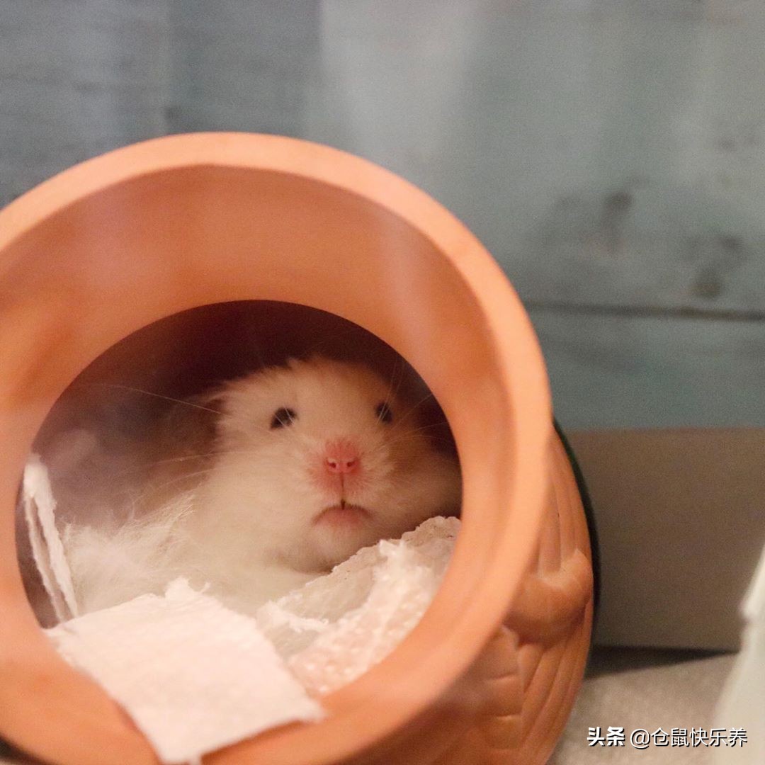 仓鼠保暖的东西怎么做,仓鼠冬天怎么保暖简便