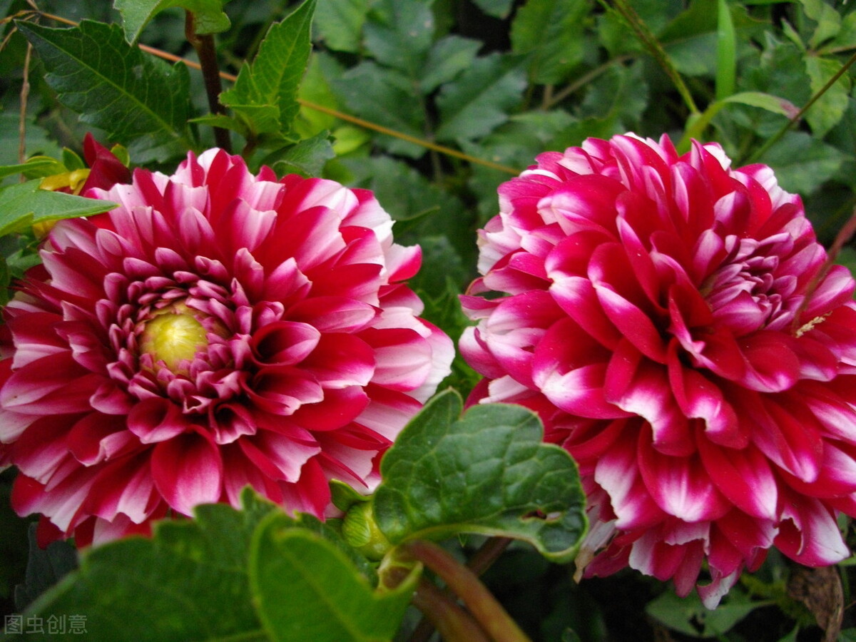 郁郁葱葱的多肉植物,适合阳光足的一年四季开花的植物