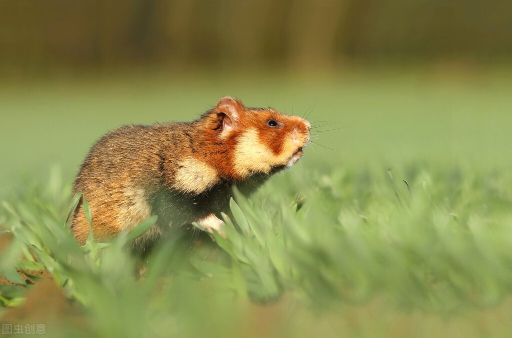 金丝熊拉稀还掉毛,金丝熊变瘦还拉稀