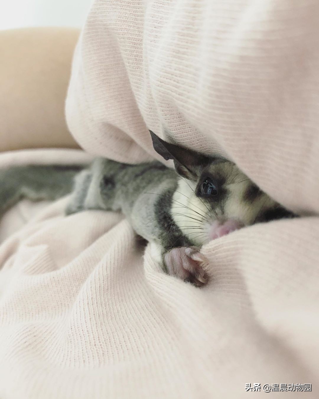 为什么蜜袋鼯一到晚上就怕人,蜜袋鼯刚到家贼凶