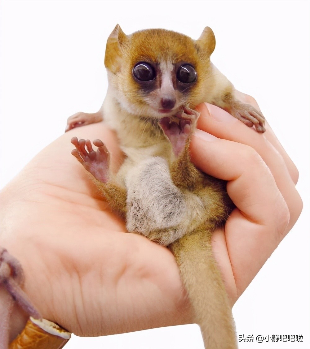 马达加斯加冷知识,马达加斯加的特点和路线