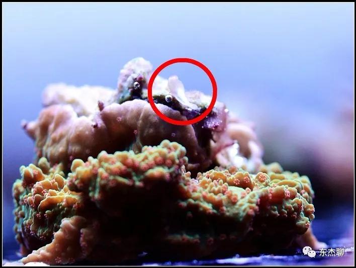 硬骨虫害,硬骨扁虫怎么消灭