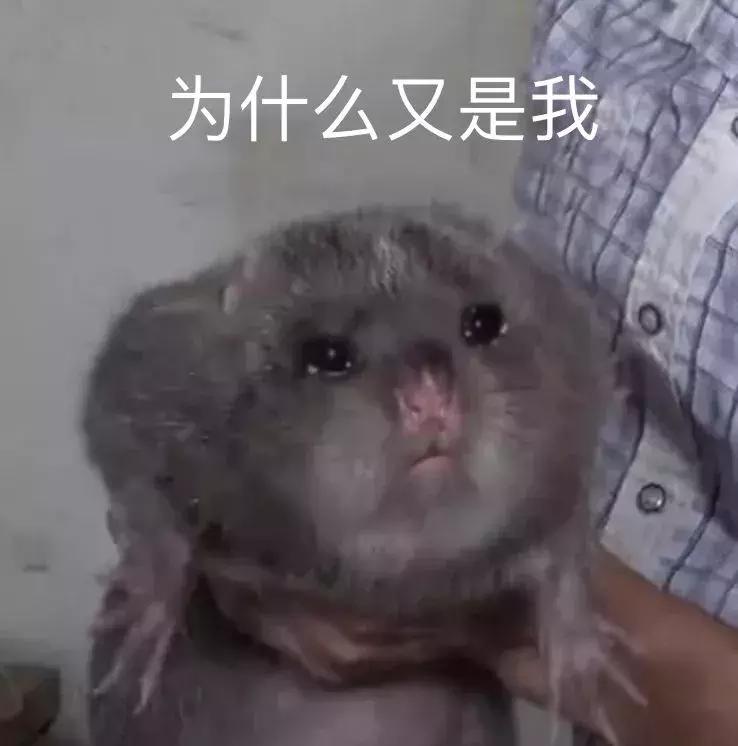 为什么大熊猫从肉开始吃竹子,大熊猫不是吃肉吗为什么吃竹子