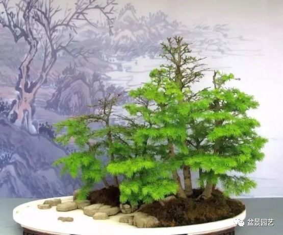 有哪些经典盆景树种,最值得收藏的六种盆景树种是哪些