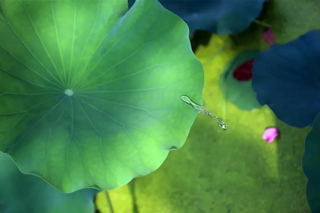 楹联赏析集锦,中国楹联赏析每日一联内容