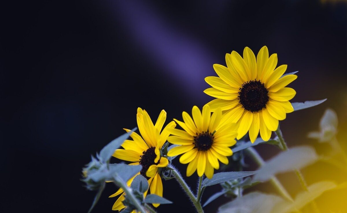 心态崩了该怎么调整,贷款心态崩了怎么调整心态