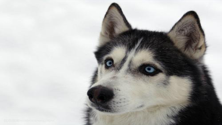 哈士奇掉毛吗有体味吗,哈士奇掉毛排在第几名