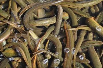 室内养殖十大赚钱项目,养殖最赚钱项目