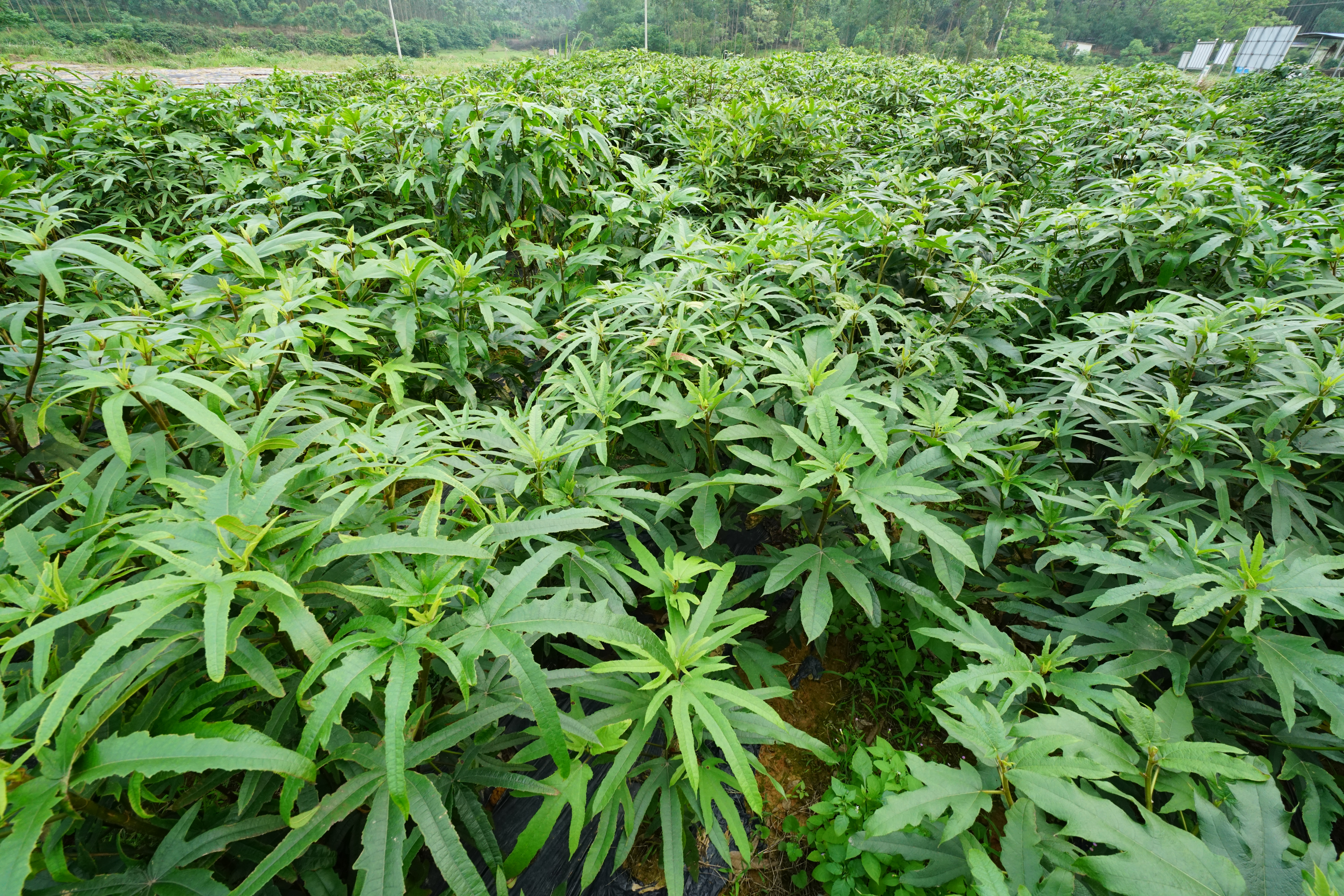 五指毛桃产业钦州,钦州灵山五指毛桃收购