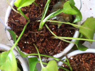 水培绿萝根太多怎么修剪,绿萝水培根和水洗根的区别