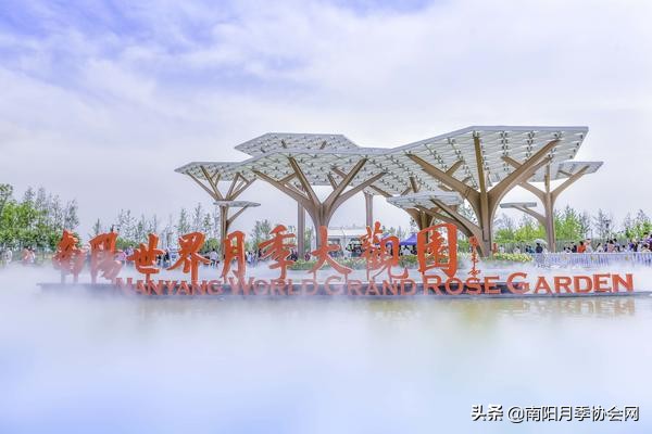 南阳月季欣赏的地方,南阳大月季