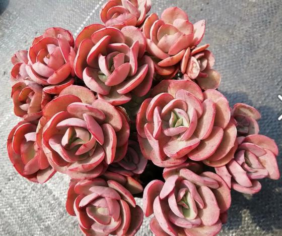 多肉养出状态来有多美?这102种多肉控养上色之后美呆了