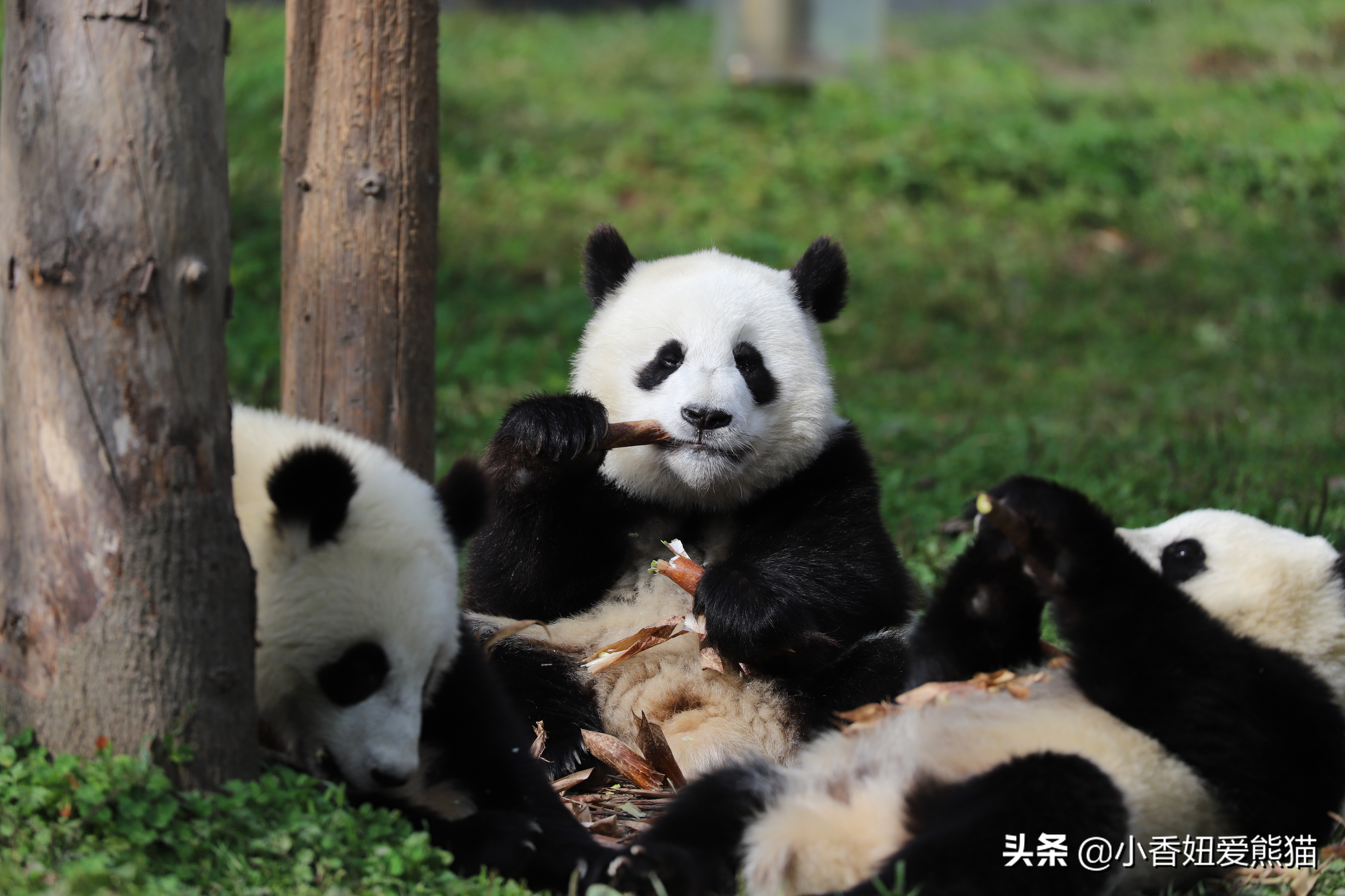 卧龙熊猫宝宝和宝力,卧龙熊猫基地熊猫宝宝