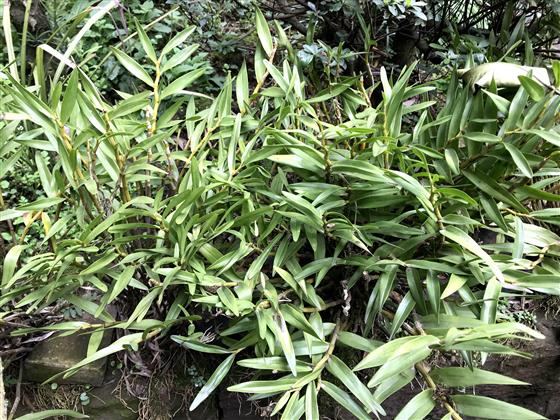 石斛生态园图片大全,重庆大足石斛基地