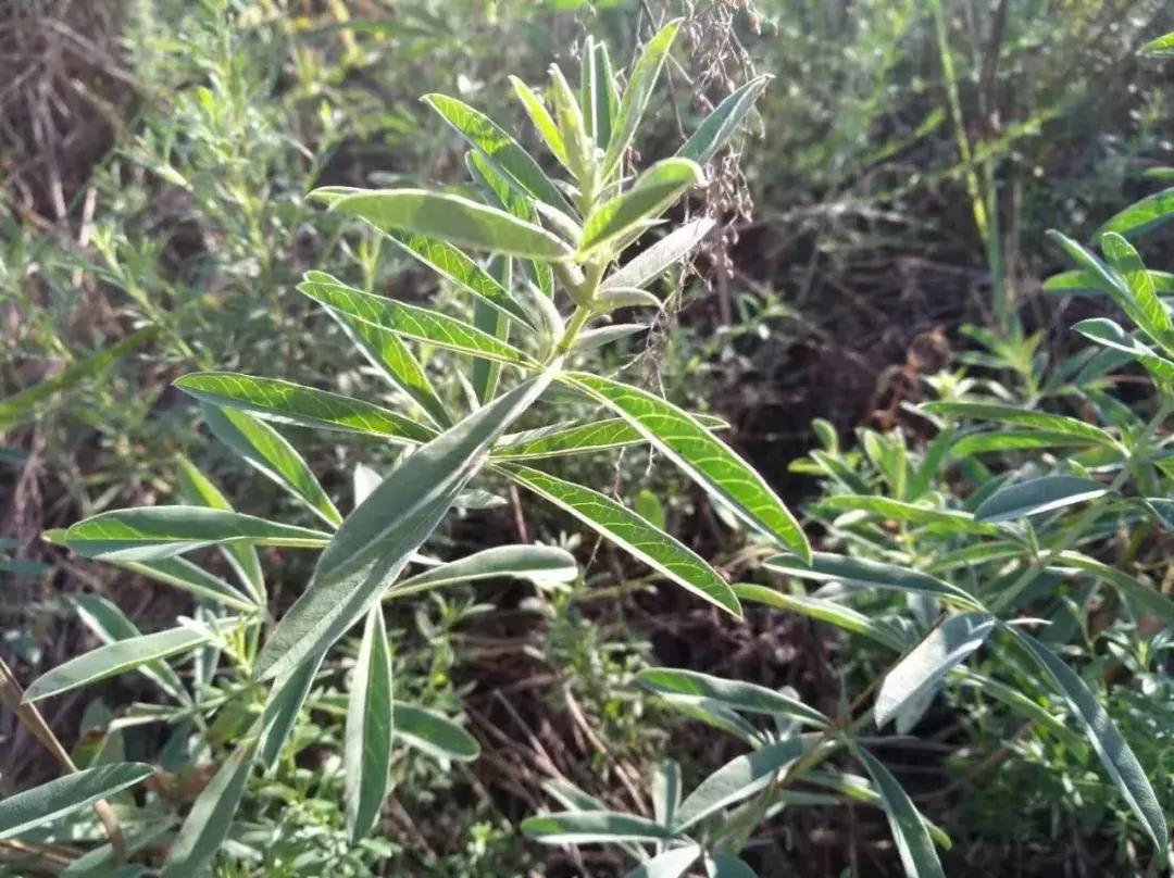 【本土】黄黑绿:印象三色准格尔旗“羊塔市”