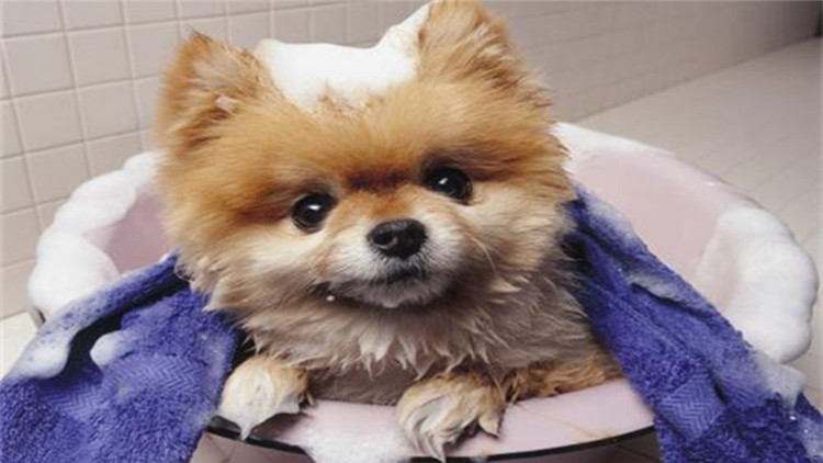 狗狗也要保养皮肤啦,狗狗也要爱护好牙齿