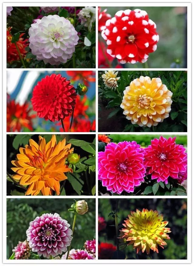 北方喜阴的室内植物花卉有哪些,喜阴耐寒的室外花卉植物有哪些