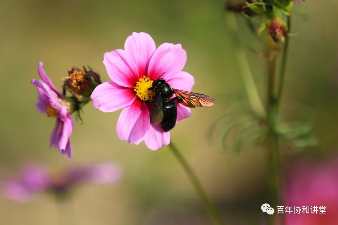 长期咽炎会导致肺癌吗,长期咽炎会引发癌症吗