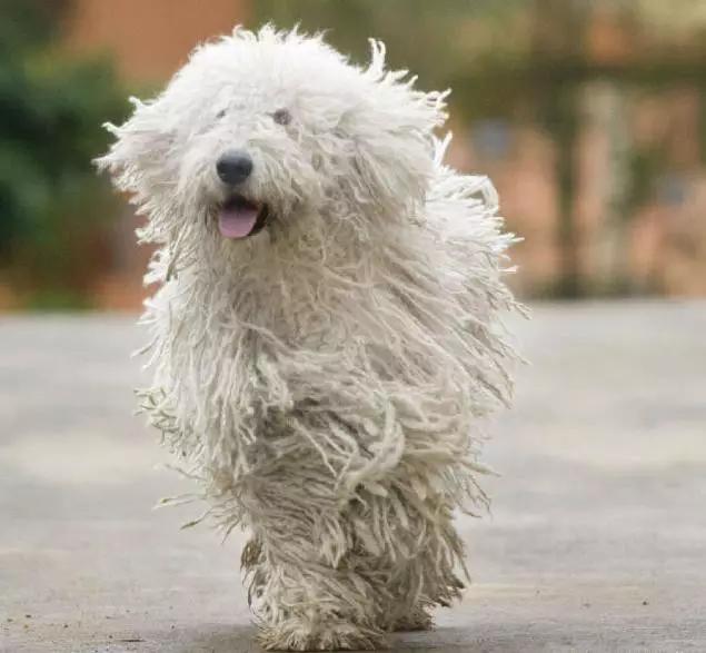 45种狗狗,45种狗狗很难得一见你认识几种