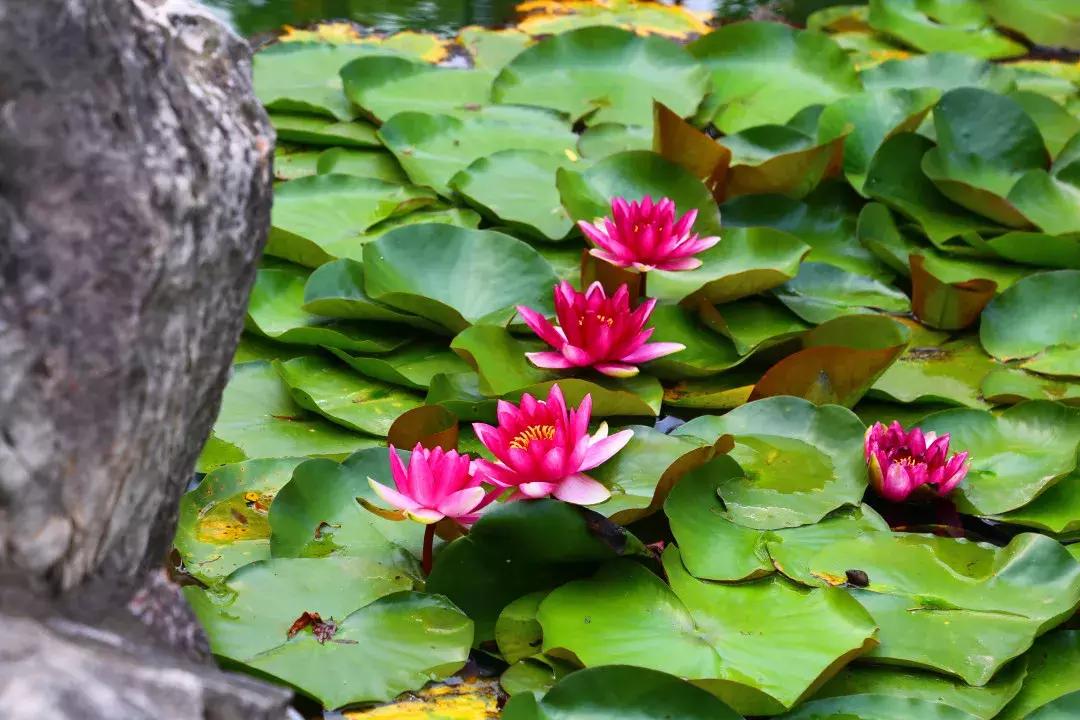 坐地铁可以去的苏州古镇,苏州古镇哪个交通方便又值得去