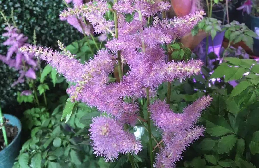 大连买花到哪里,大连网络买花花店