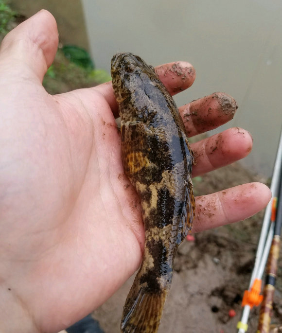 太可惜!广元钓鱼人钓起一些“黑壳小鱼”,见其丑怪丢回水中