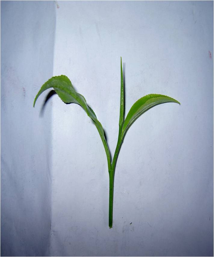 茶叶里的甜味来自哪里,茶叶里的青草味