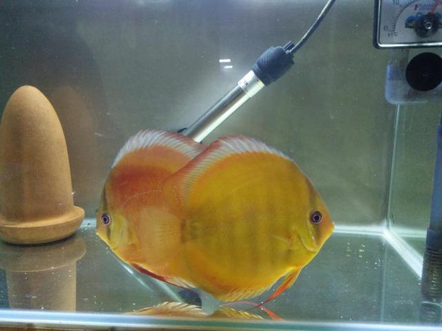 观赏鱼躺在缸底一直也不死,观赏鱼在水底呆着不爱动怎么回事