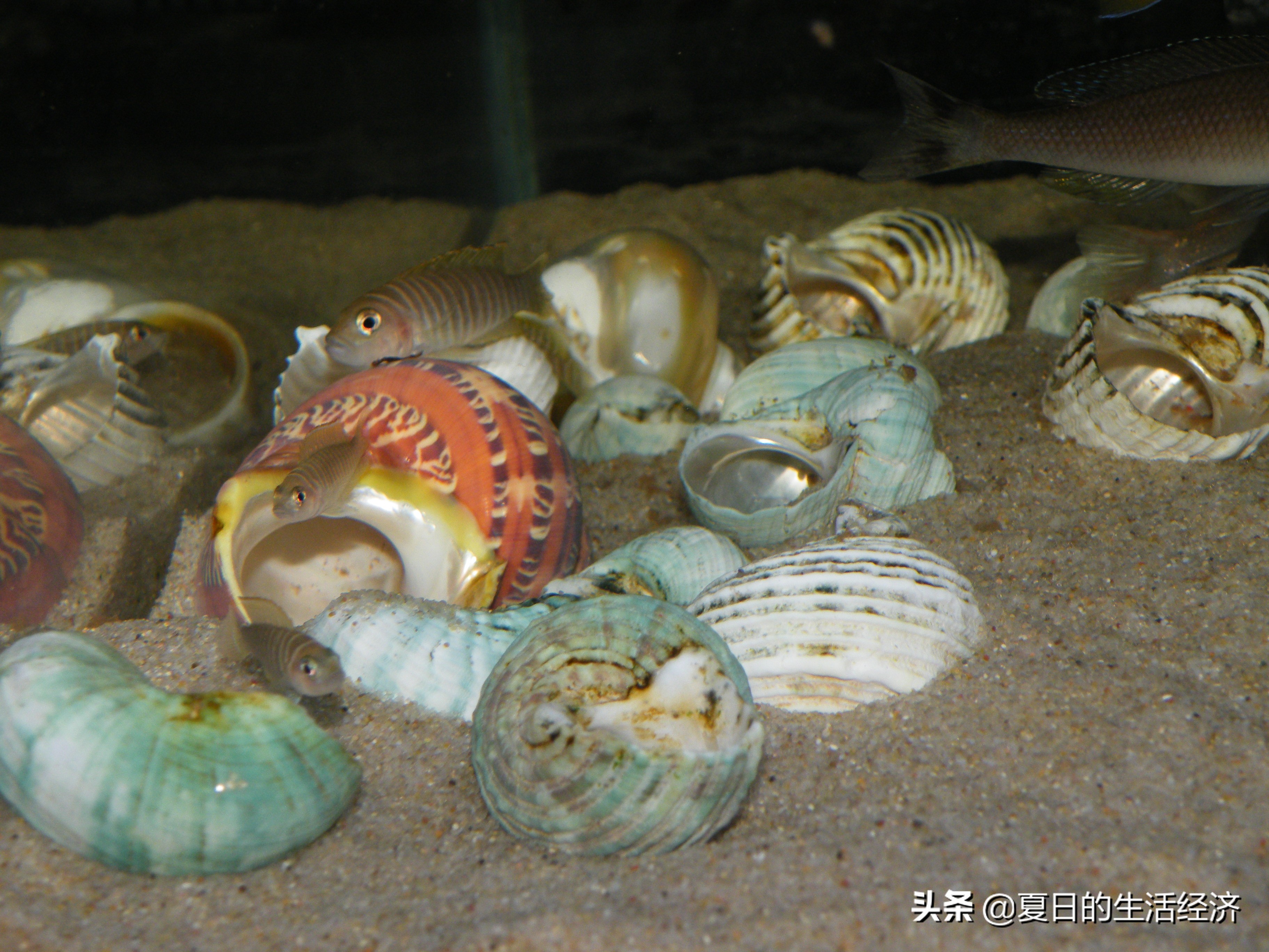 回忆三湖,三湖慈鲷纪念