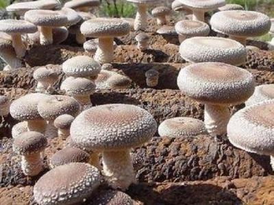 香菇养菌期间管理技术,香菇养菌室点菌接种后的管理方法