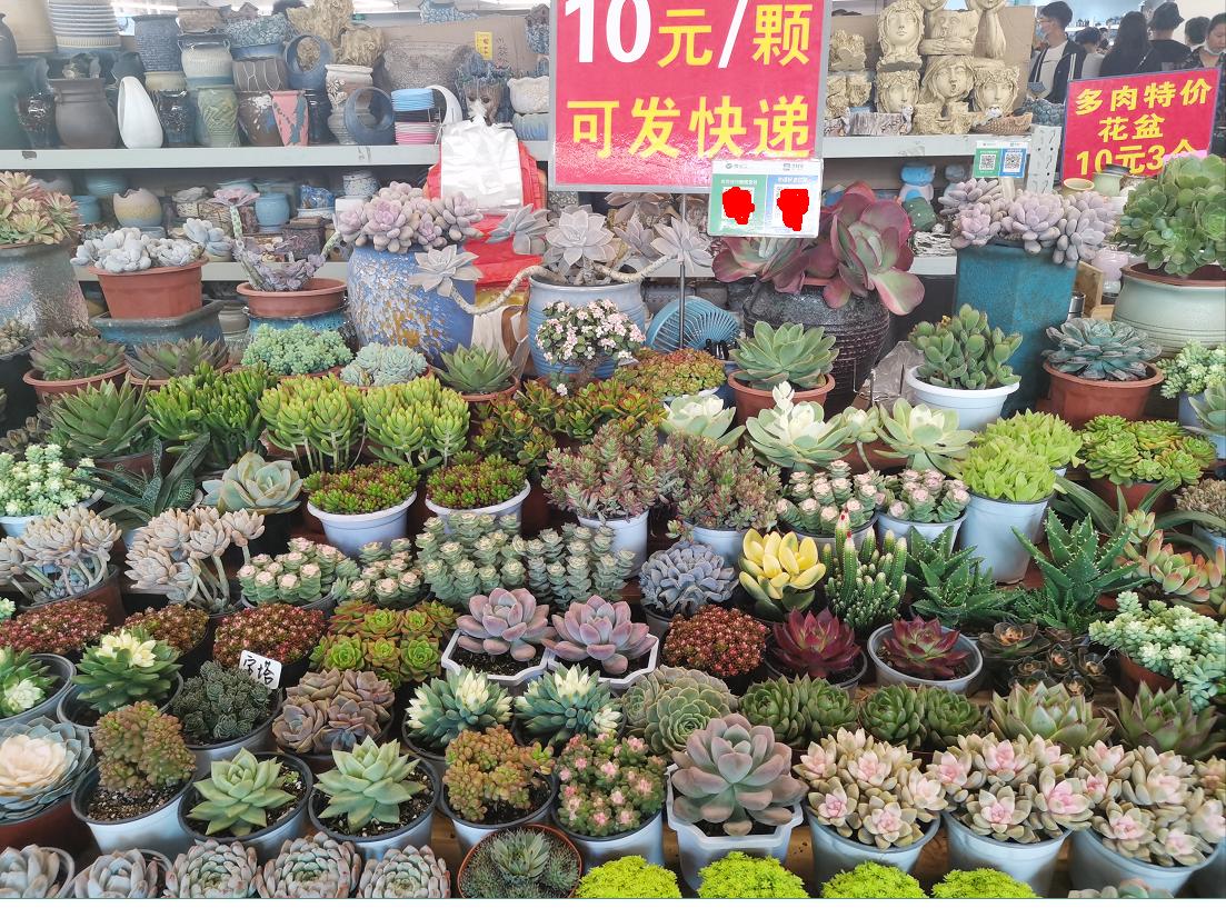 云南斗南花市旅游攻略,昆明地铁五号线到斗南花市