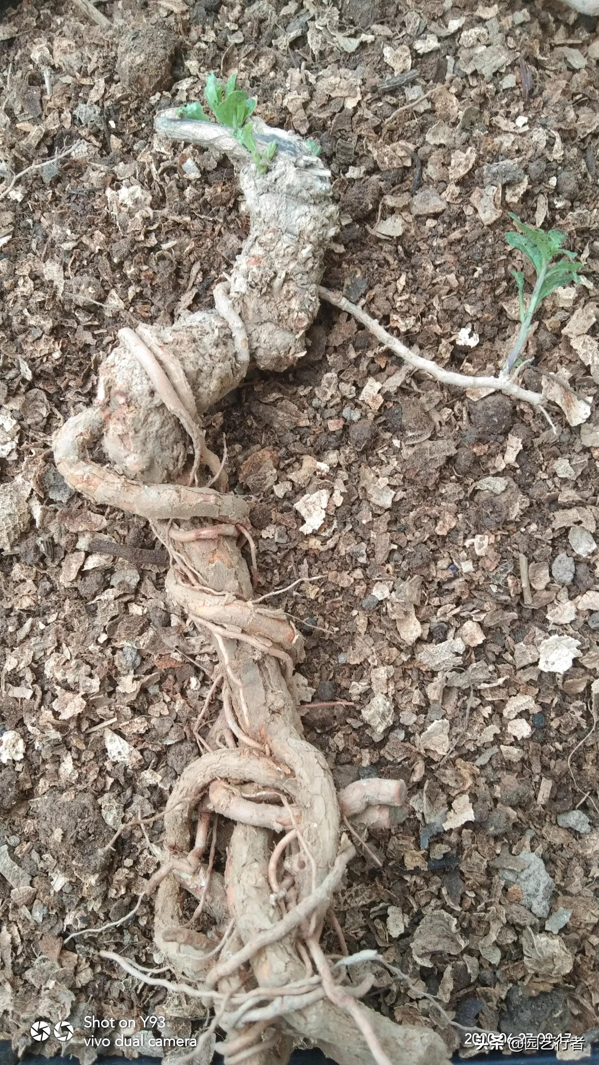 枸杞——可药可食更宜赏！一起学习养成精品桩