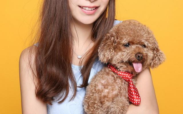 泰迪有这些表现说明它懂事了,泰迪犬你不知道的冷知识