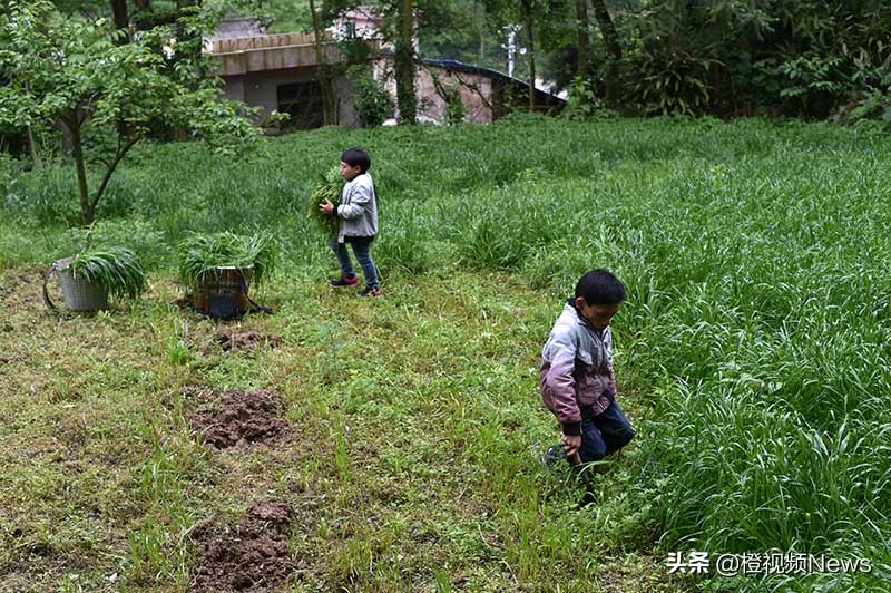 贵州养牛户王华银,贵州矮哥王华银的全部视频