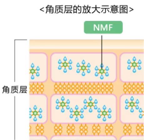 冬天皮肤变得粗糙怎么办,冬天皮肤为什么容易起皮