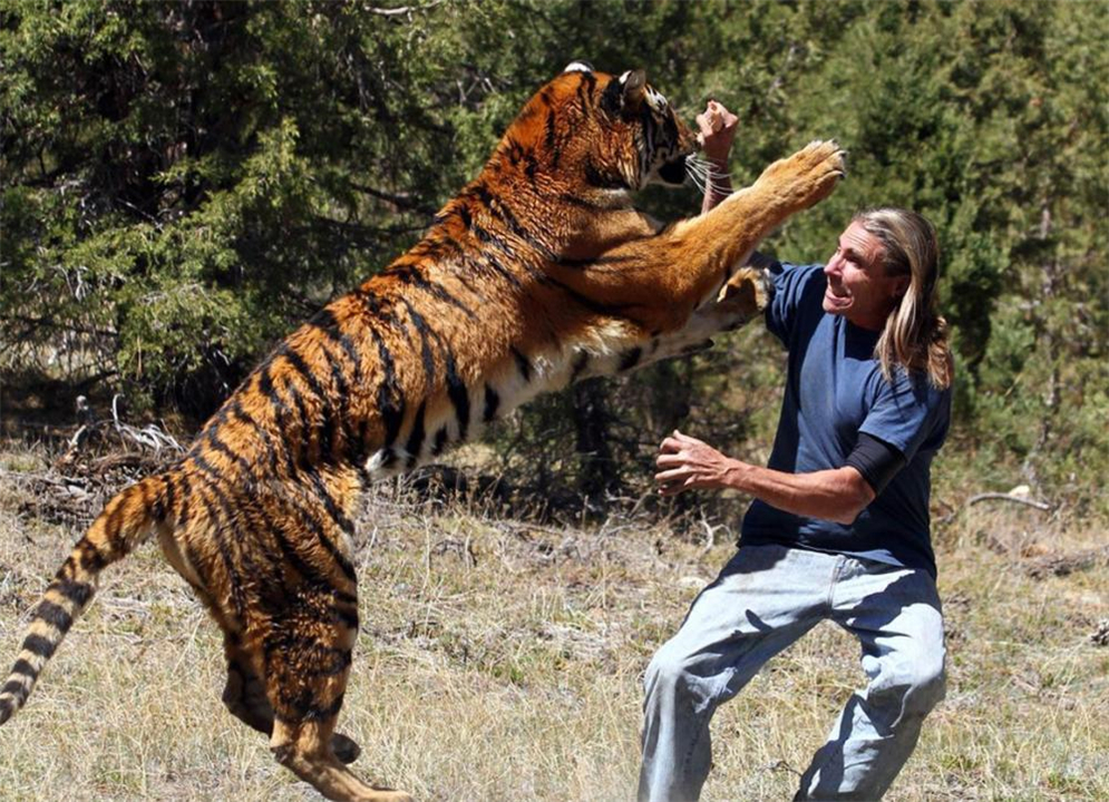 任何猫后颈被抓住猫都无法动弹吗,抓猫的后颈为什么猫不反抗