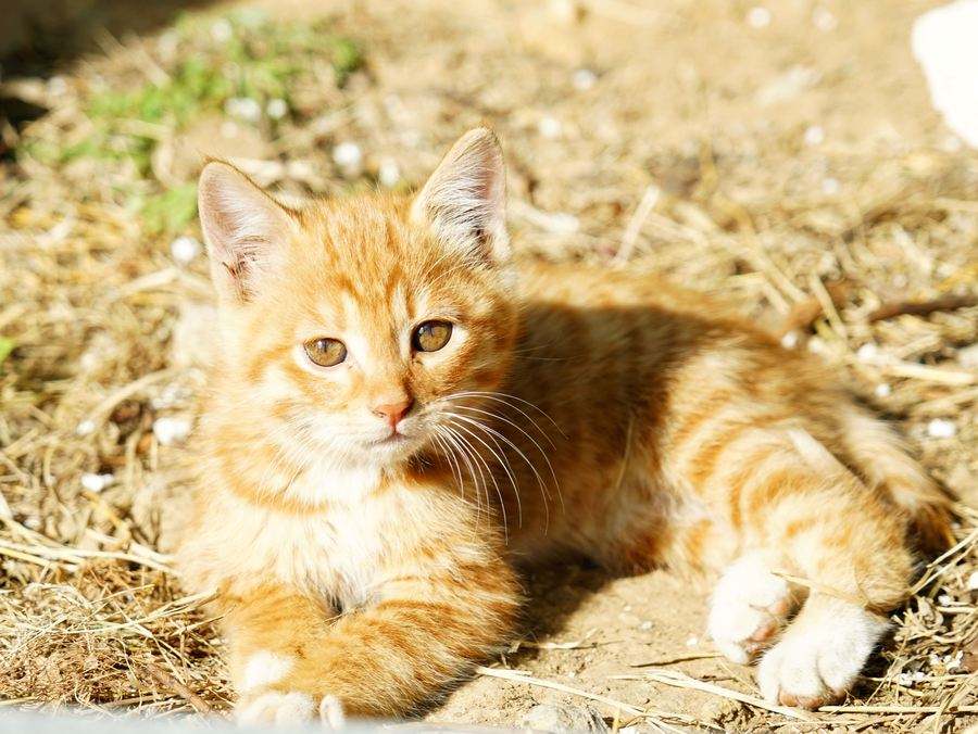 中华田园猫和狸花猫有什么区别,古代中华田园猫排行