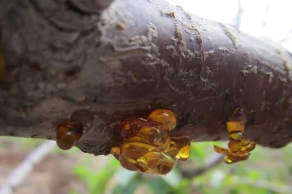 樱桃树流胶的症状,樱桃树流胶治什么病