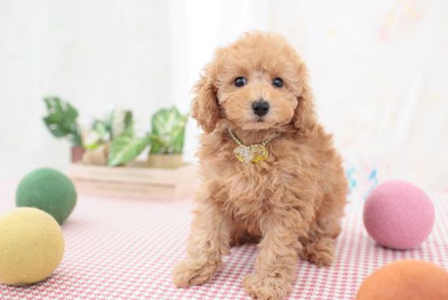 贵宾犬喜欢睡在主人怀里,贵宾犬为什么不能一起睡觉