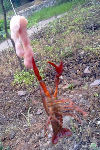 疫情呆在家里钓鱼,疫情期间无聊在家钓鱼