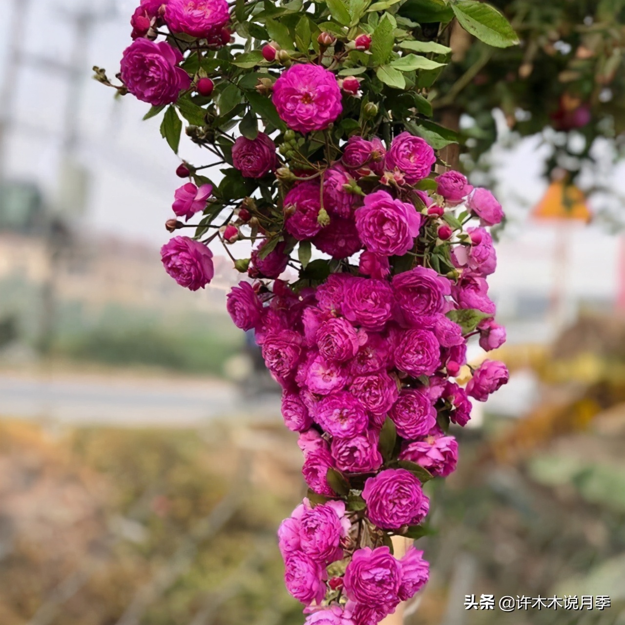 藤本月季怎么在阳台做花墙,藤本月季和蔷薇哪个更适合花墙