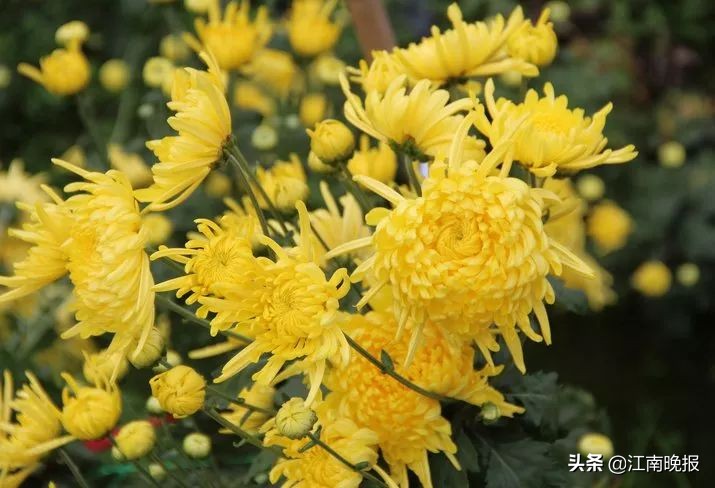无锡哪里有粉黛乱子草,惠山古镇赏菊花
