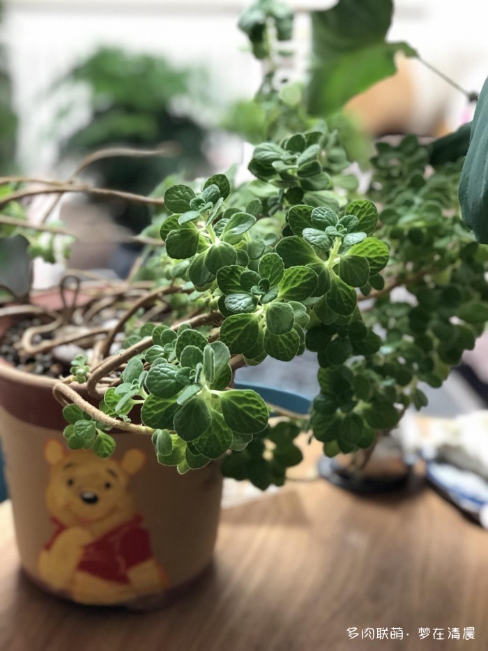 澶忚姳鏈夊摢浜涜姳,澶氳倝鏈夎姳鏈夋灉